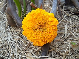 菊花,花,黃色