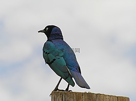 鳥,動物,性質(zhì)