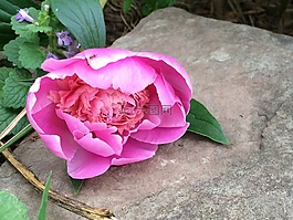 牡丹,粉紅色,花