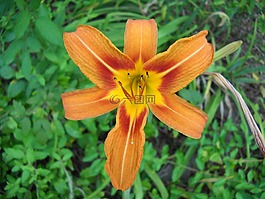黄花菜,花,橙色