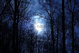 性质,森林,黑暗