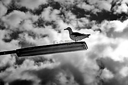 海鷗,燈,天空