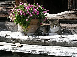 猫,鲜花,木