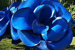 藍(lán)色,花,邁阿密