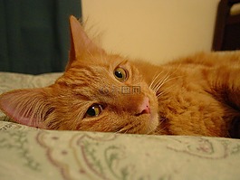 猫,可爱,可爱猫咪