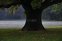 橡木樹,地面霜,草地