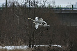 動物,鳥,野生鳥類