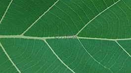 綠葉,葉子,mesopodium