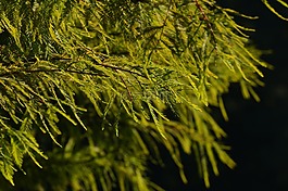 針葉樹,招標,光