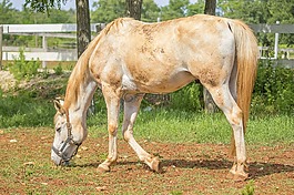 馬,動物,農(nóng)場