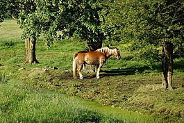 马,haflinger,品种