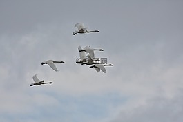 動(dòng)物,天空,云