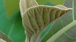 柚樹葉,芽,葉