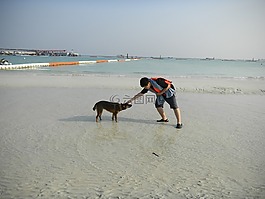 海,砂,小狗