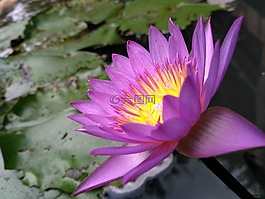 蓮花,花,葉
