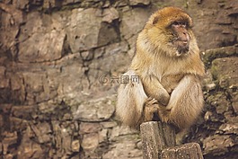 猴子,動(dòng)物,野生動(dòng)物