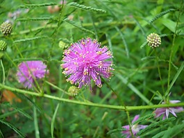 野生花卉,紫色,野生