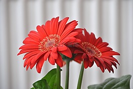 鮮花,花,非洲菊
