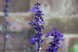薰衣草,紫色的花朵,盛開
