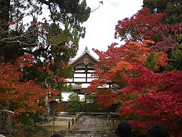 京都,日本,秋