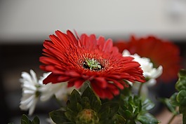 花,植物區(qū)系,自然