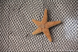 網(wǎng)絡(luò),海星,海