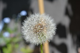 蒲公英,蒲公英的种子,性质