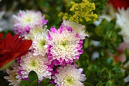花,植物區(qū)系,自然
