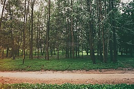 公園,樹(shù),草