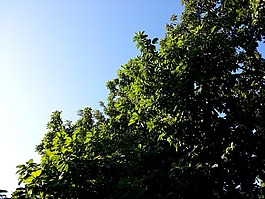樹,葉子,分支機構
