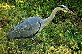 鷺,藍鷺,鳥