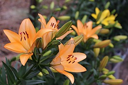 美洲,橙花,春