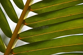 棕櫚,植物,綠色