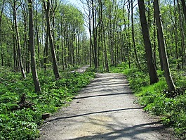 林地,路徑,方向