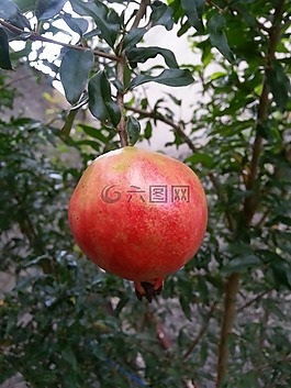 石榴,水果,性質(zhì)