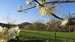 蘋果花,春天,性質(zhì)