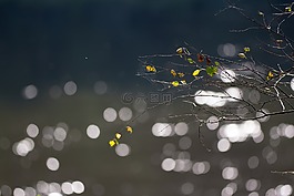 秋季,水,河