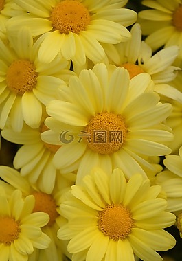 雛菊,黃色,夏季鮮花