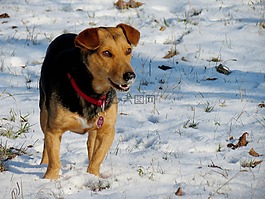 狗,雪,樂趣