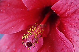 粉紅色,黃色,花卉