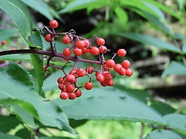 水果,葉,紅色