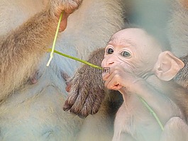 嬰兒,猴子,愛情