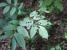 飛,性質(zhì),葉子
