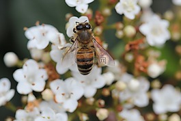 白,蜜蜂,綠色
