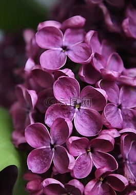 丁香,花,性質(zhì)