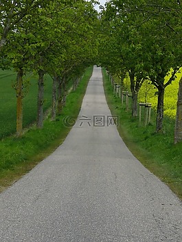 性質(zhì),路,樹木