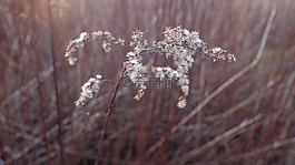 植物,花,野花