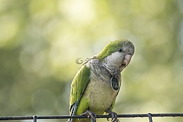 鳥,鸚鵡灰色的,動物園