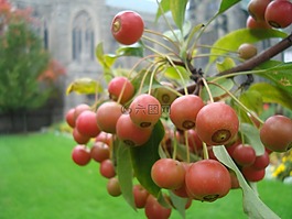 漿果,紅色,水果