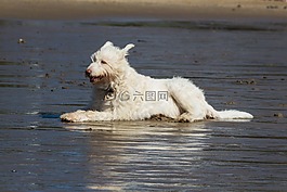 狗,海灘,假期